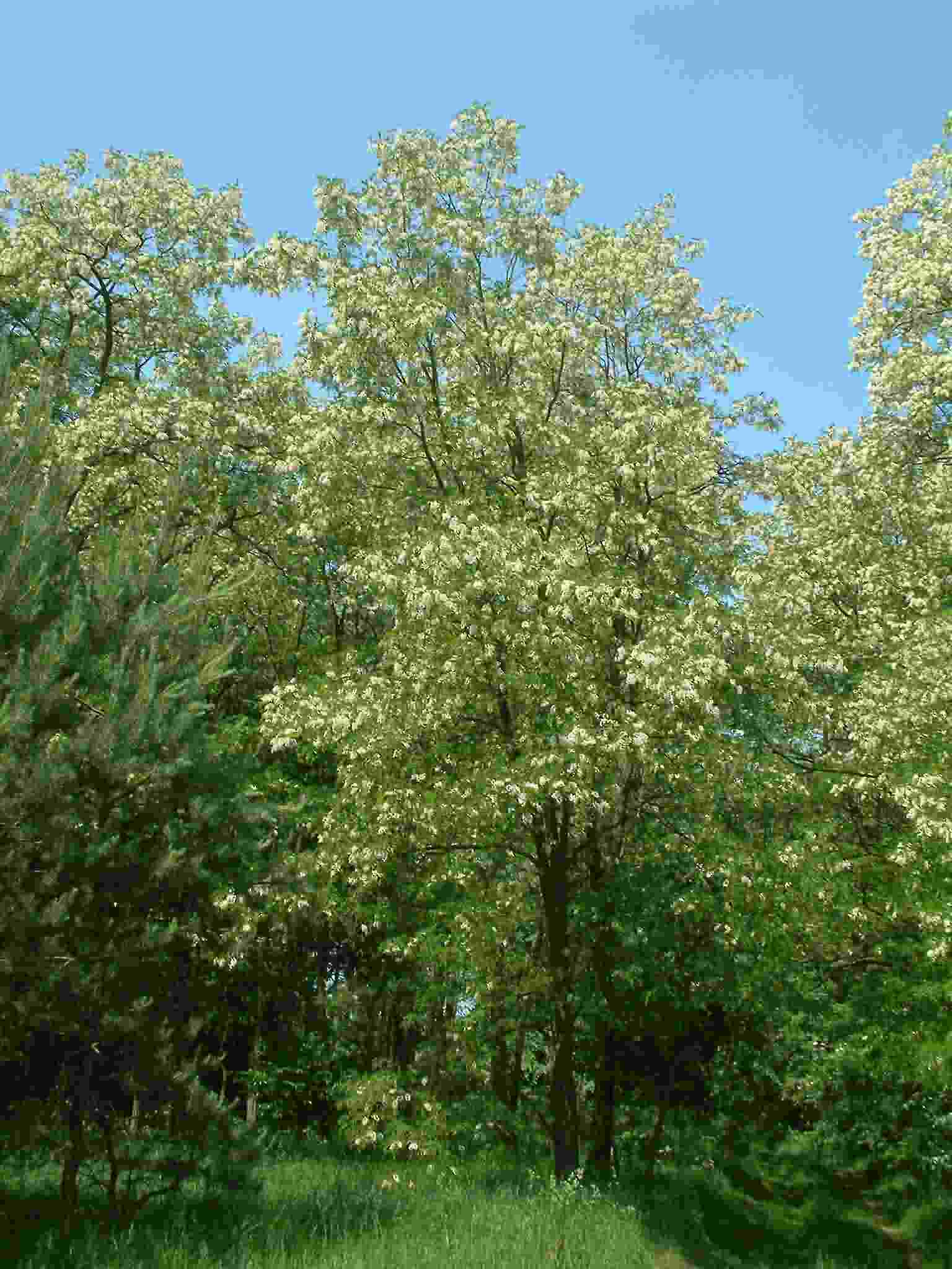 Robinia pseudoacacia 1