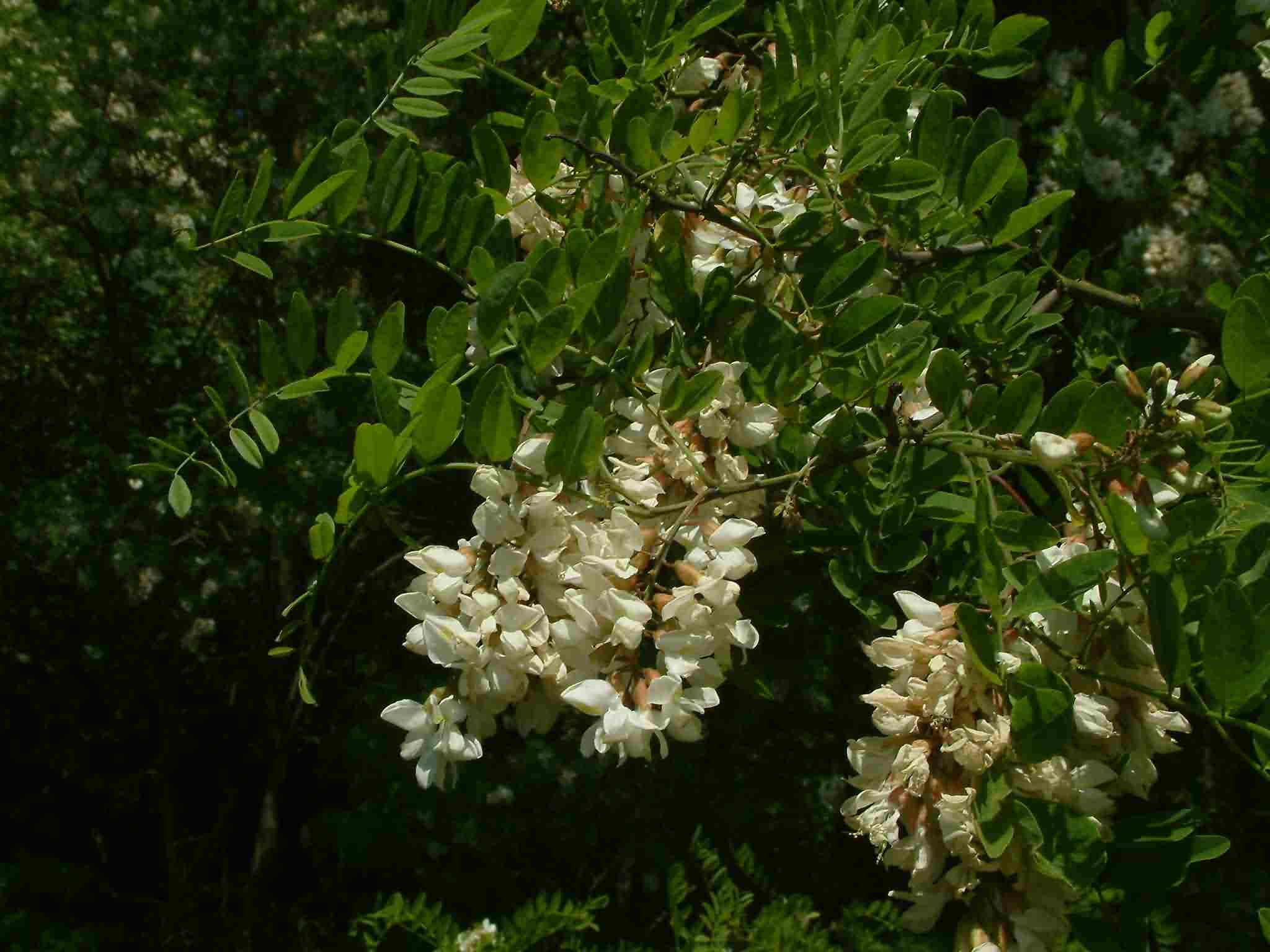 Robinia pseudoacacia 2