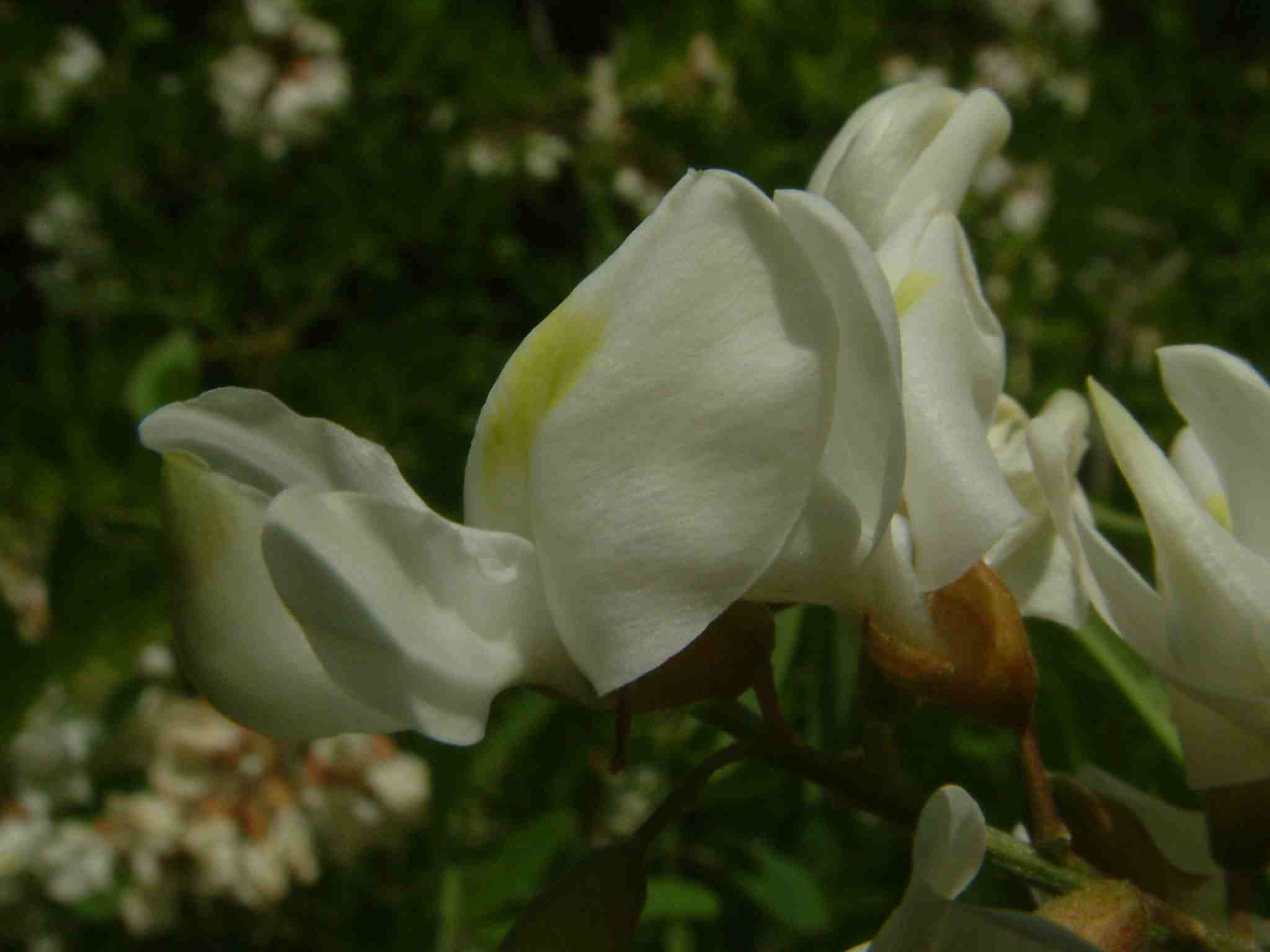 Robinia pseudoacacia 3