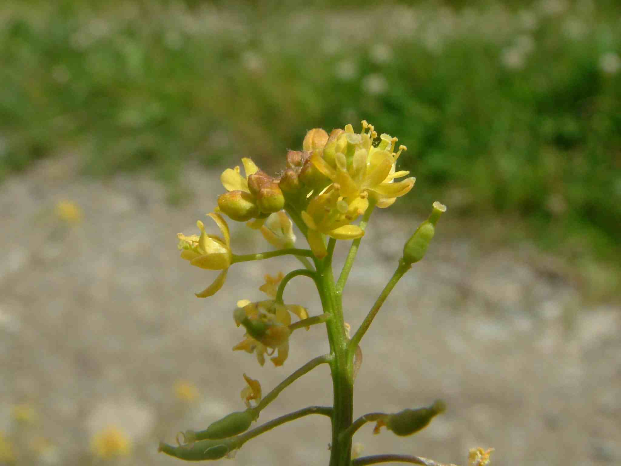Rorippa palustris 3