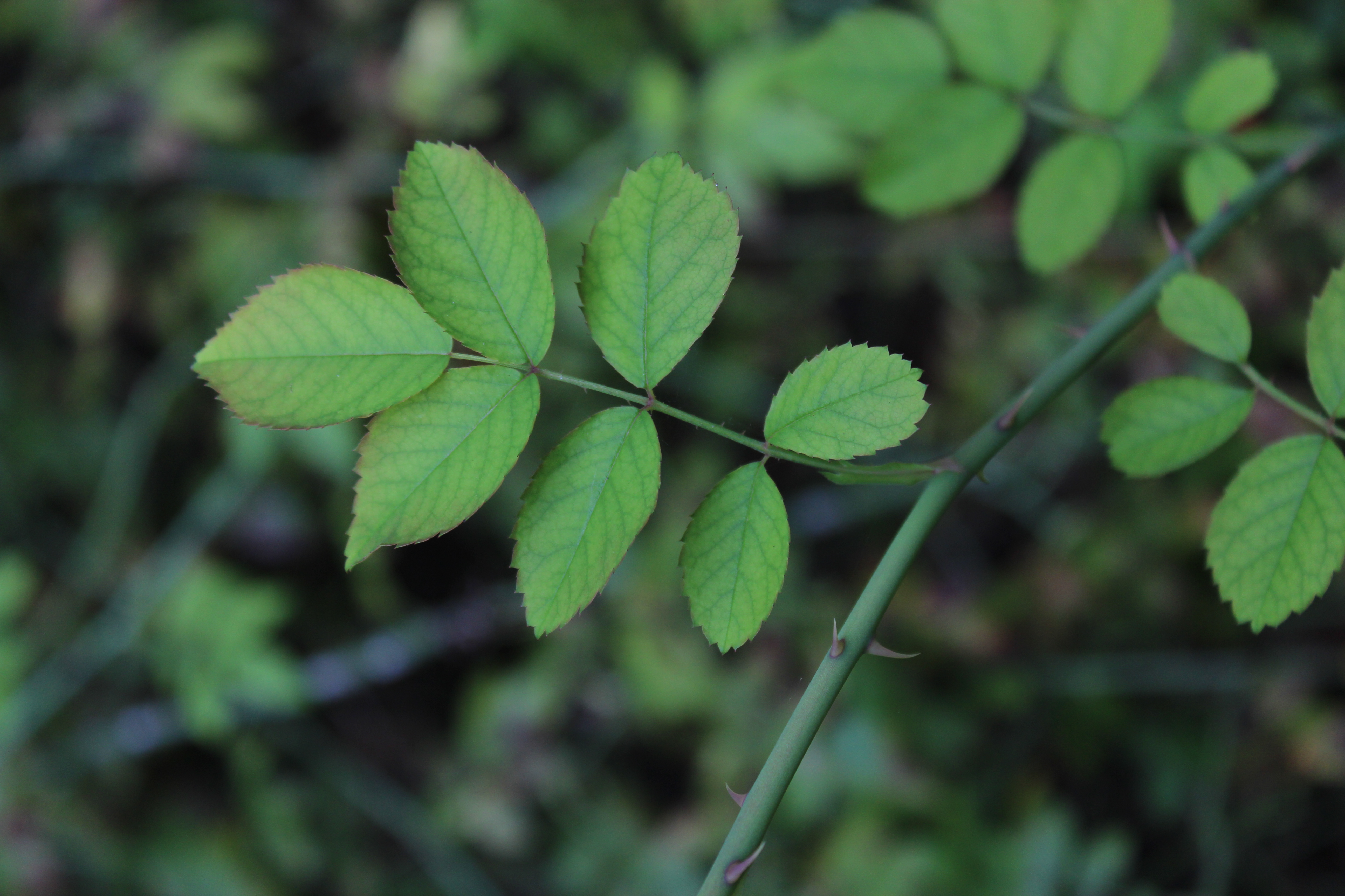 Rosa arvensis 2