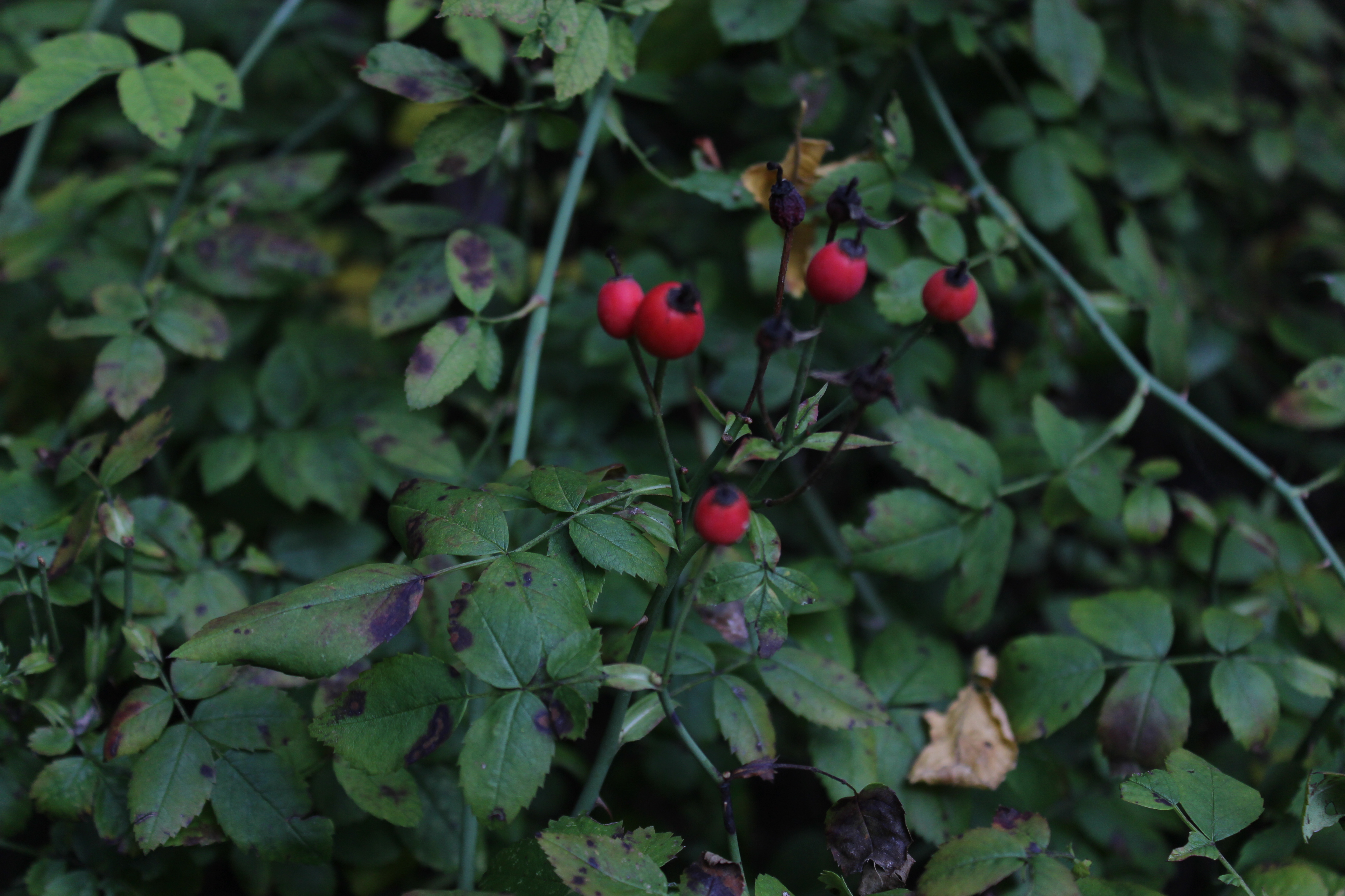 Rosa arvensis 1