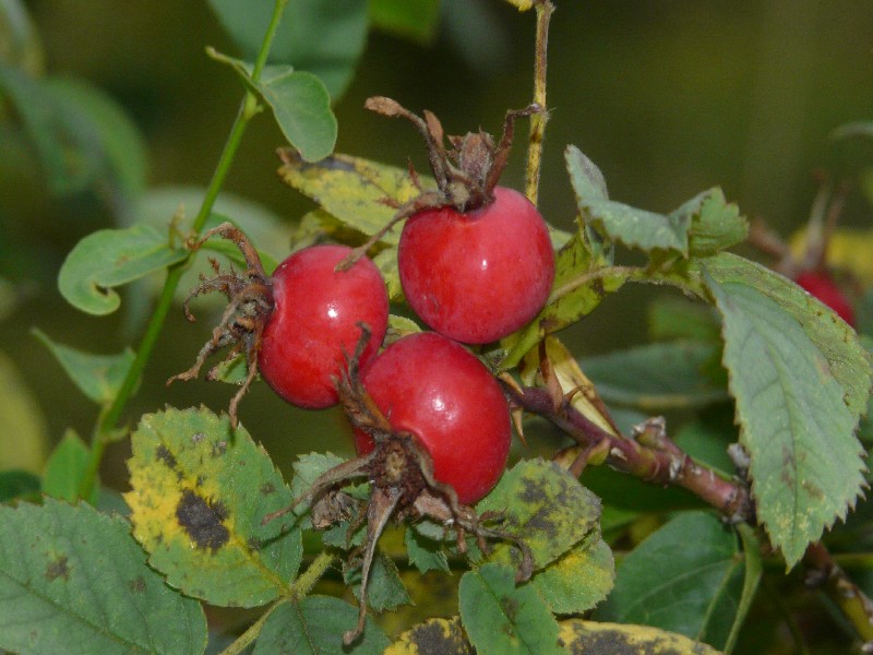 Rosa caesia 3