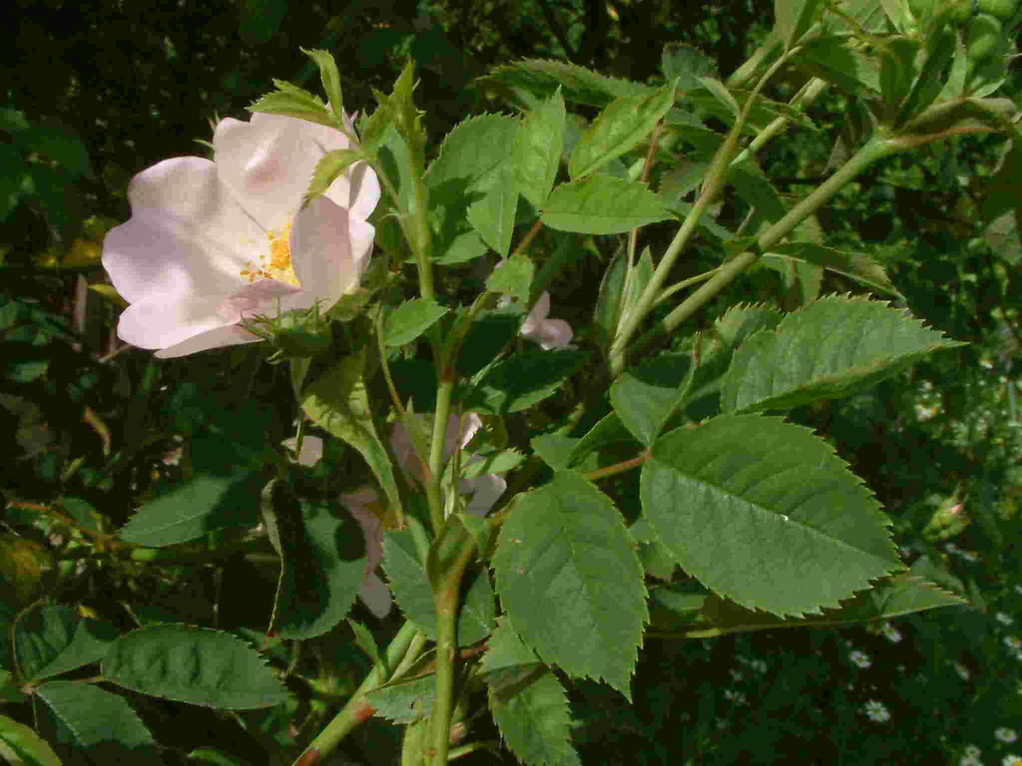 Rosa canina 1