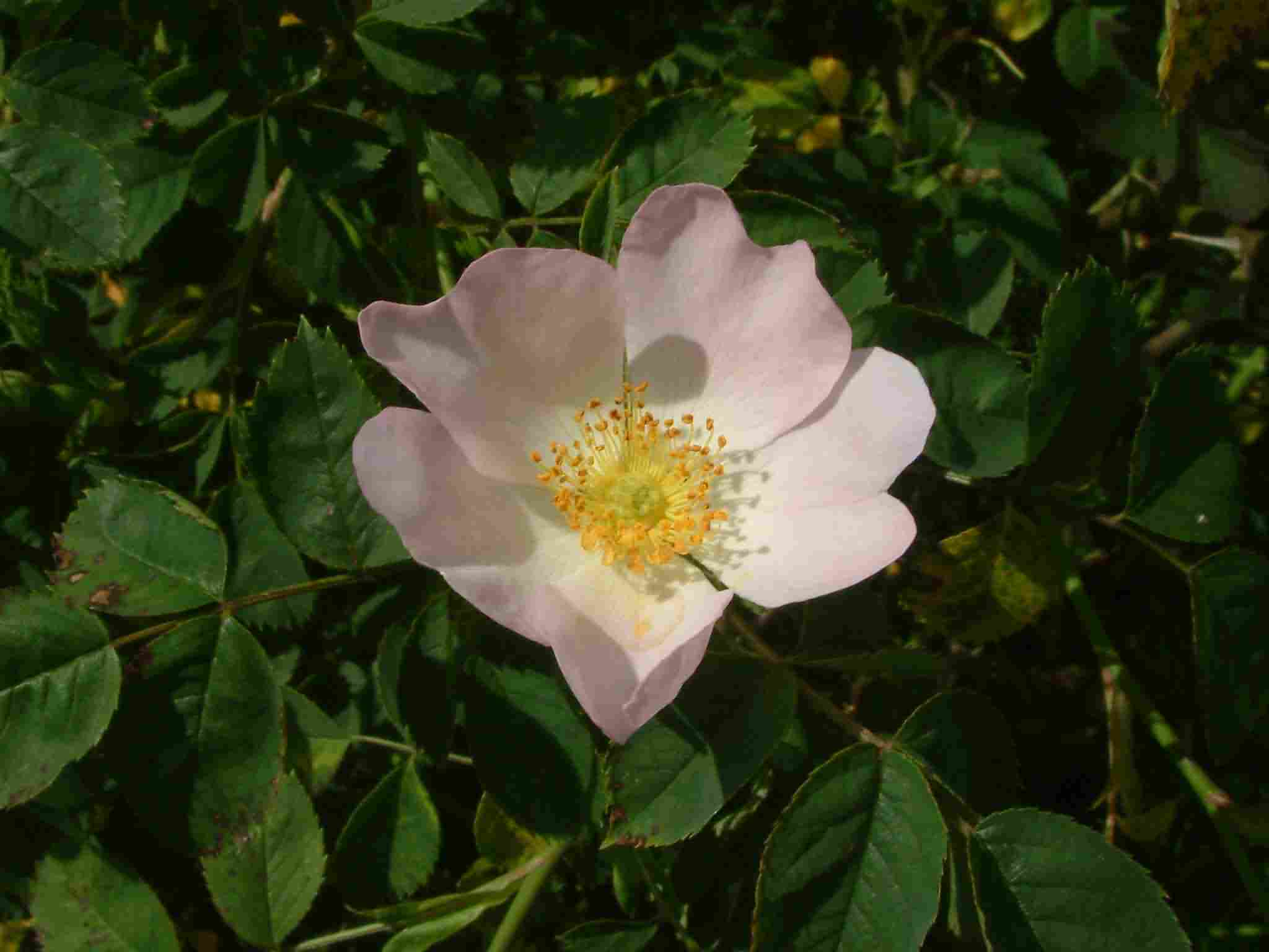 Rosa canina 2