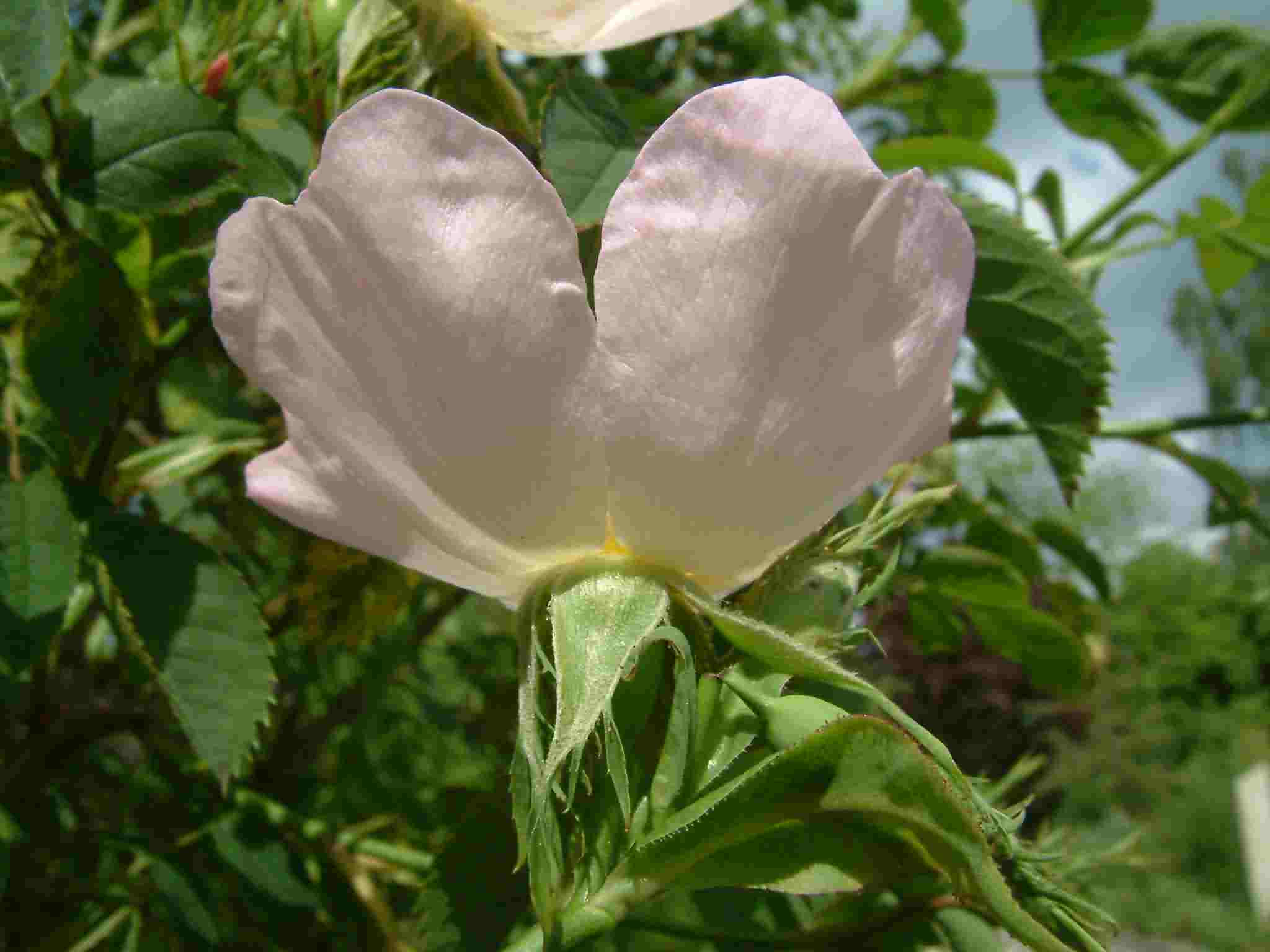 Rosa canina 3