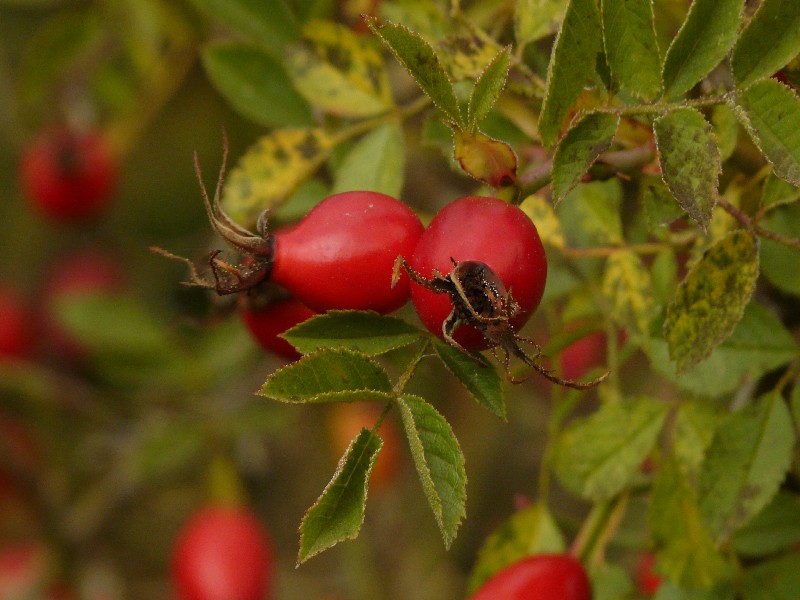 Rosa elliptica 1