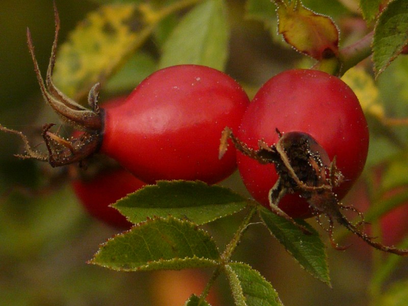 Rosa elliptica 2