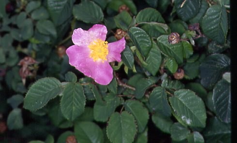 Rosa gallica 1