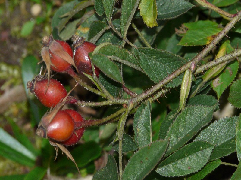 Rosa gallica 2