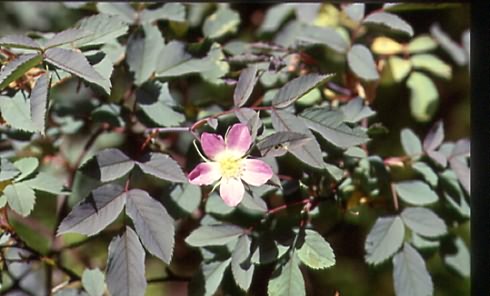 Rosa glauca 1