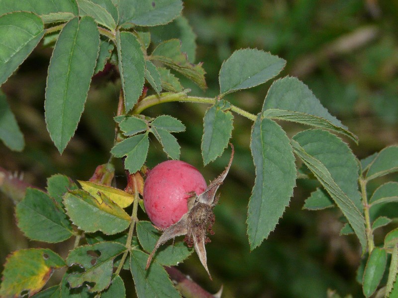 Rosa jundzillii 2