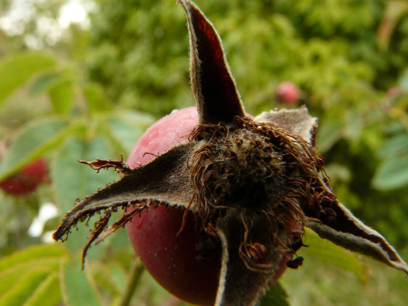 Rosa jundzillii 3