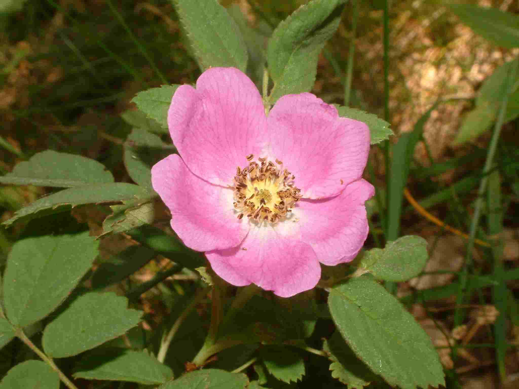 Rosa majalis 2