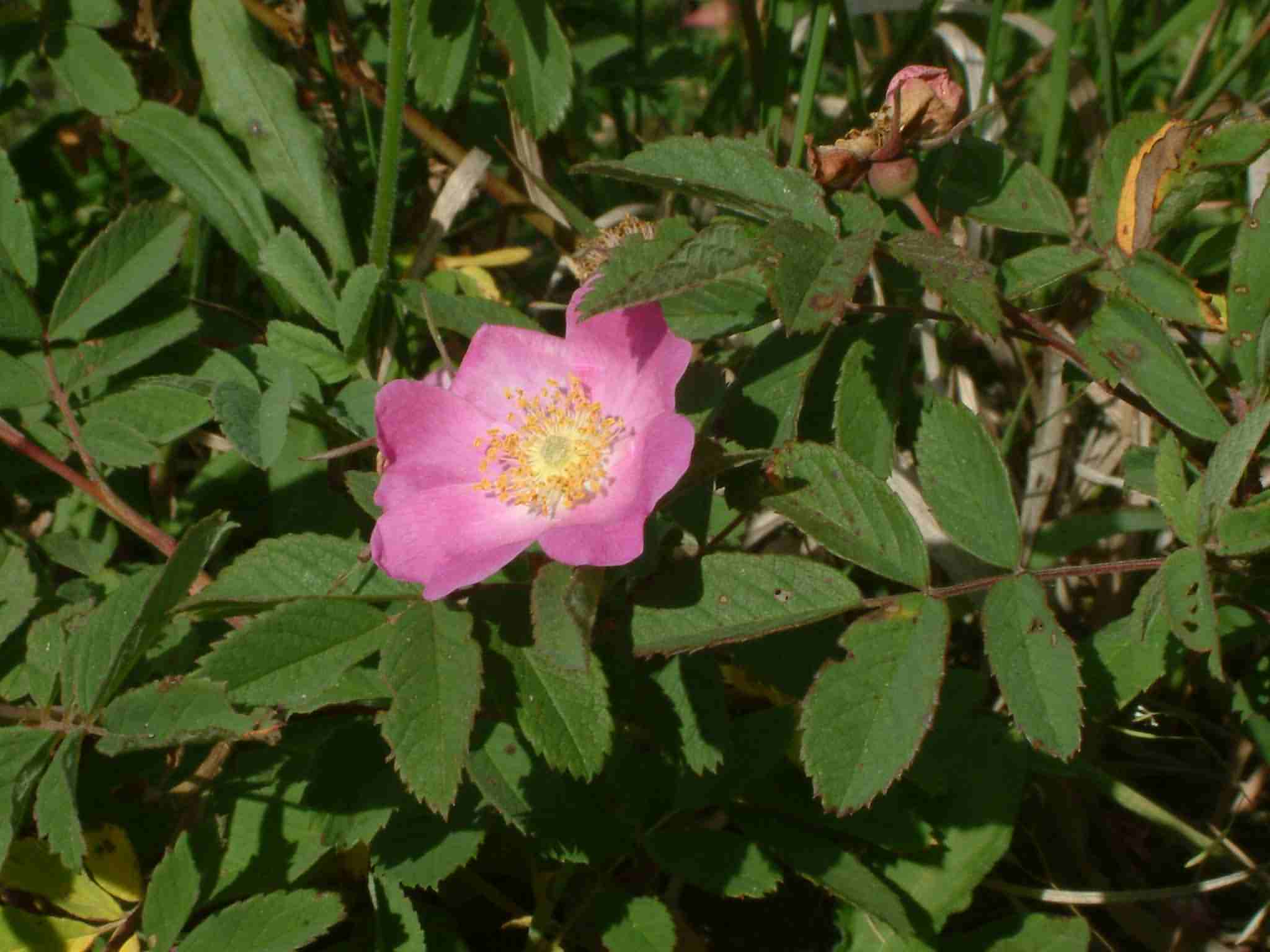 Rosa majalis 1