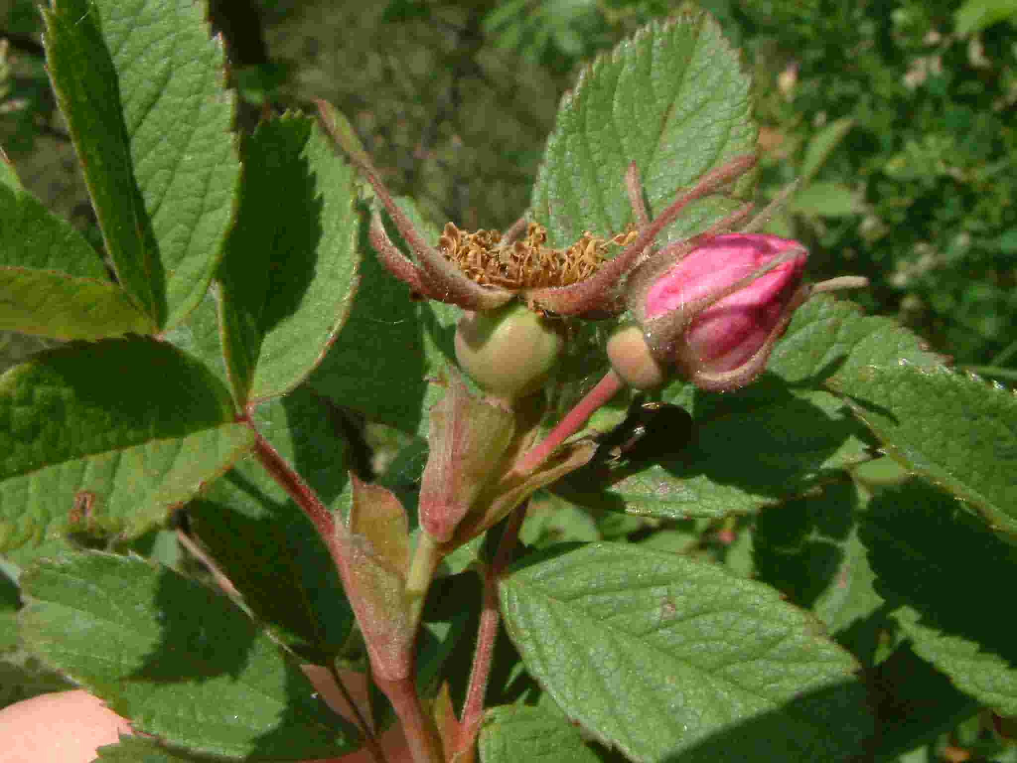 Rosa majalis 3