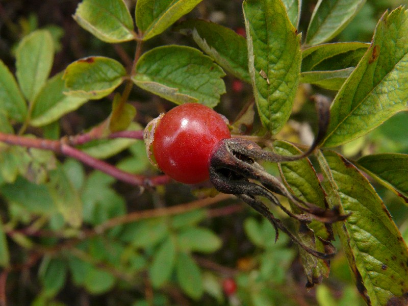 Rosa majalis 4