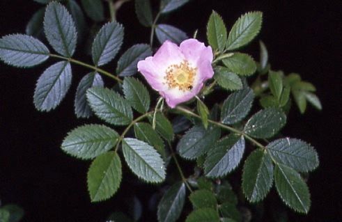 Rosa micrantha 1