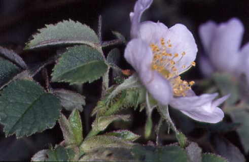 Rosa micrantha 2