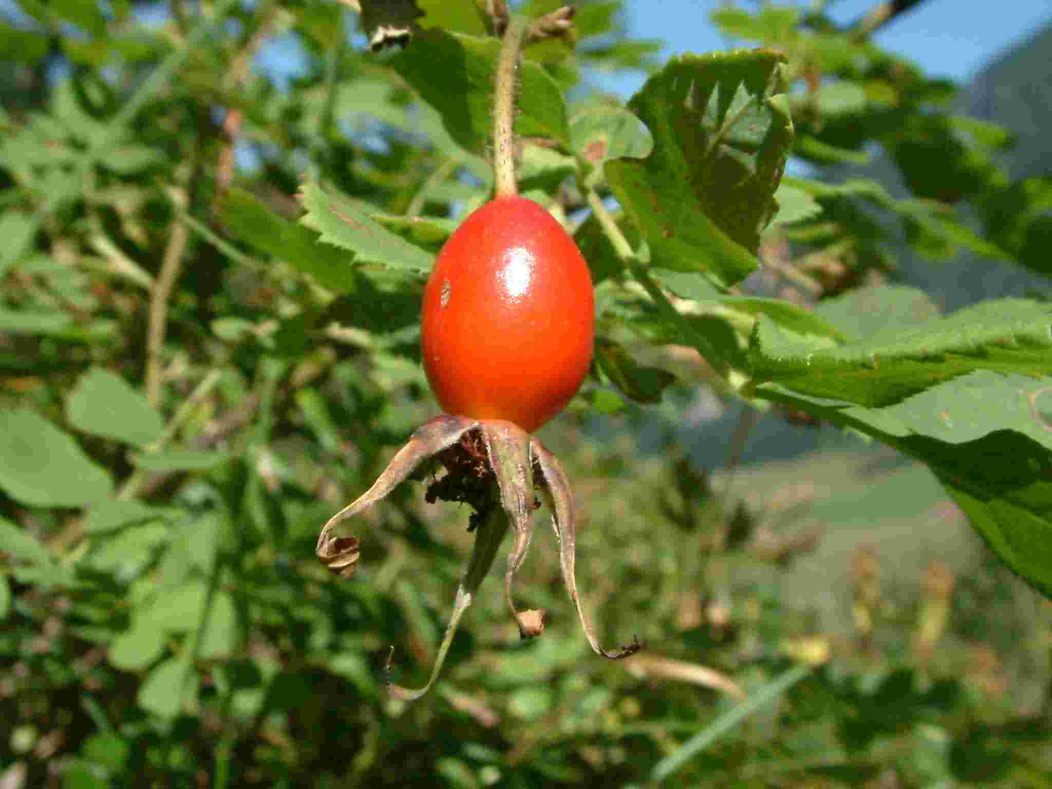 Rosa pendulina 1