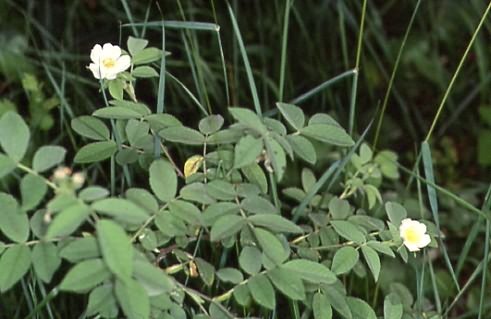 Rosa pseudoscabriuscula 1