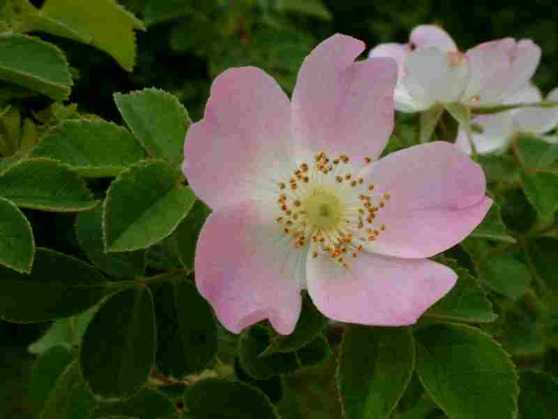 Rosa rubiginosa 1