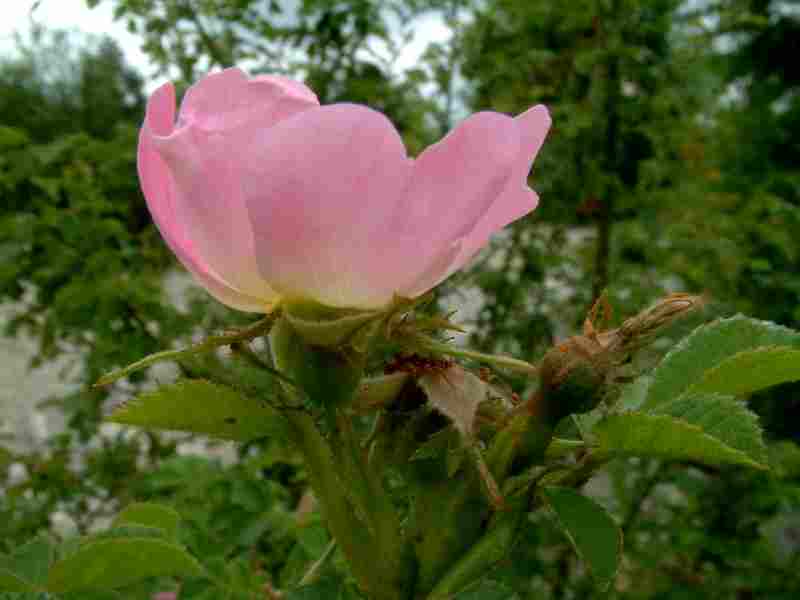 Rosa rubiginosa 2