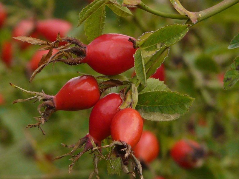 Rosa rubiginosa 3