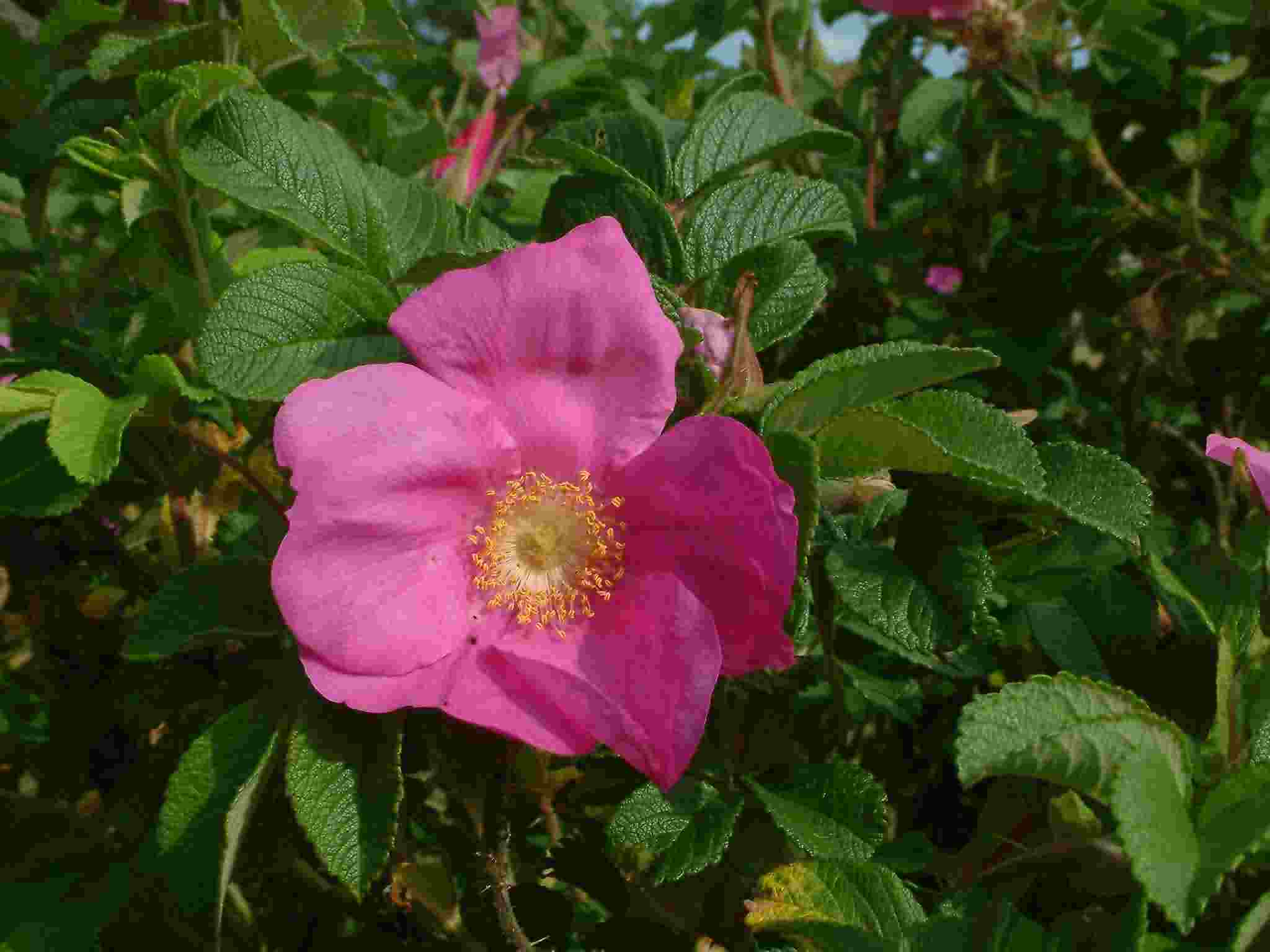 Rosa rugosa 1