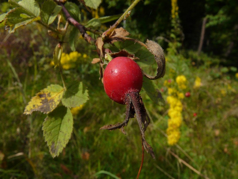 Rosa sherardii 2