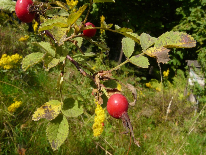 Rosa sherardii 1