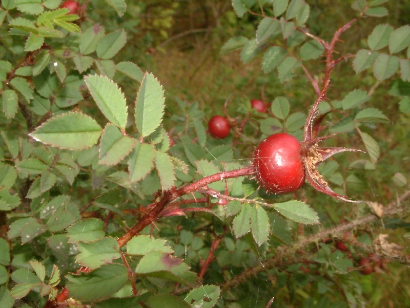 Rosa spinosissima 1