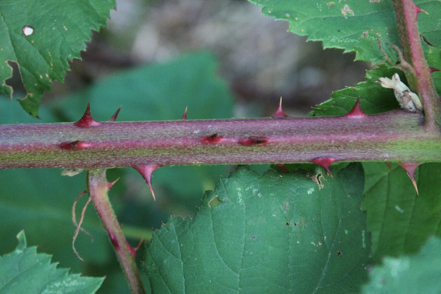 Rubus armeniacus 4