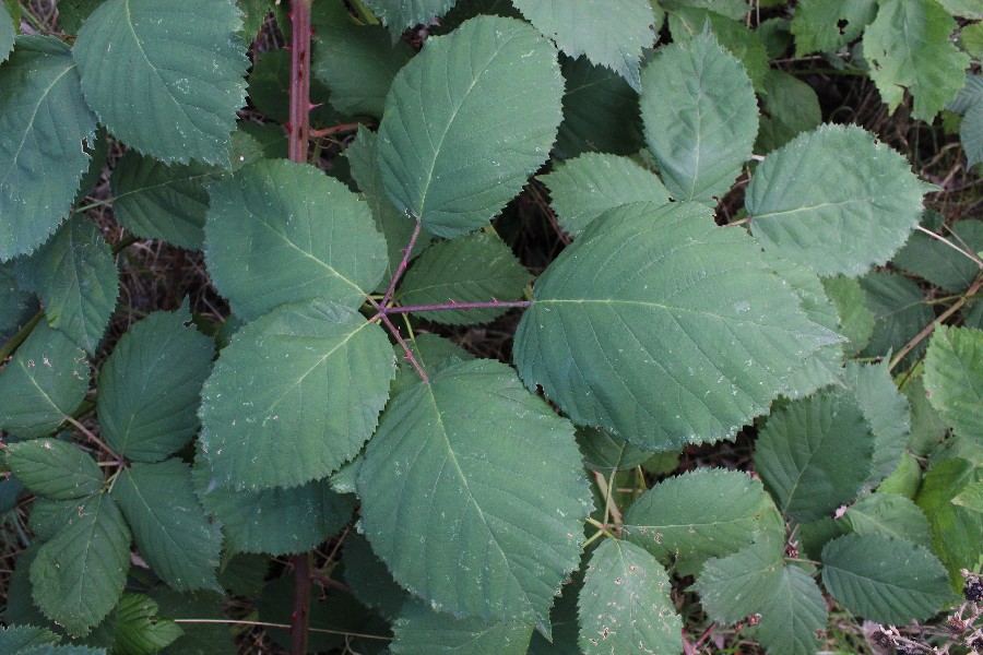 Rubus armeniacus 1