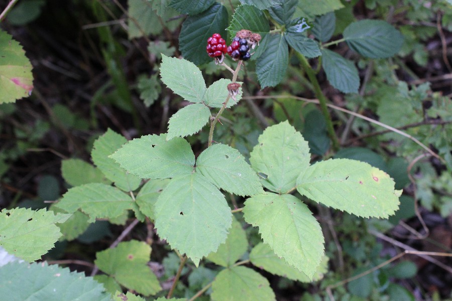 Rubus armeniacus 5