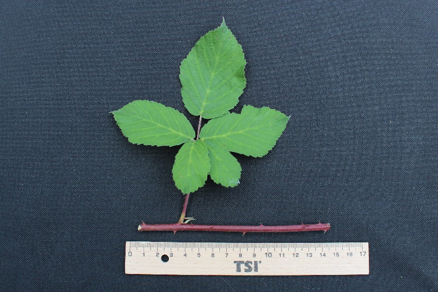 Rubus baruthicus 2