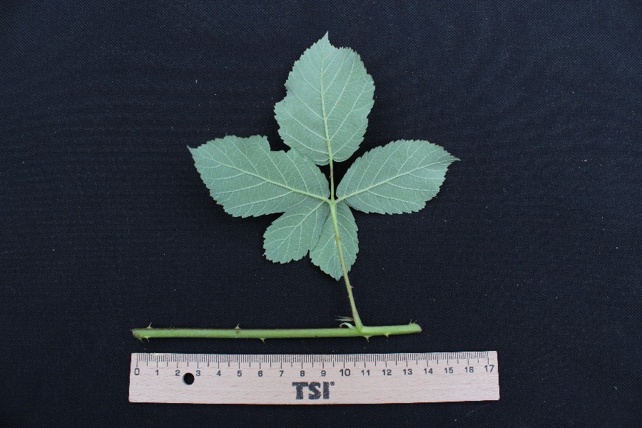 Rubus baruthicus 3