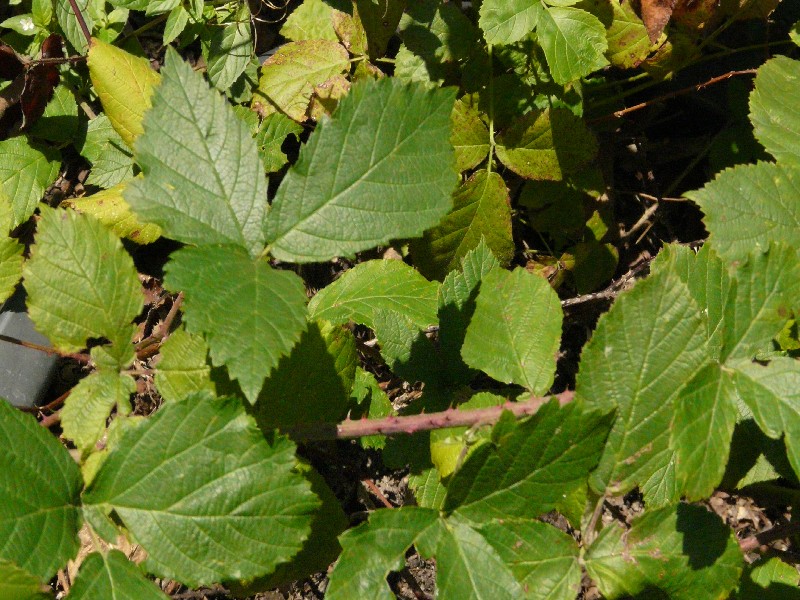 Rubus baruthicus 1