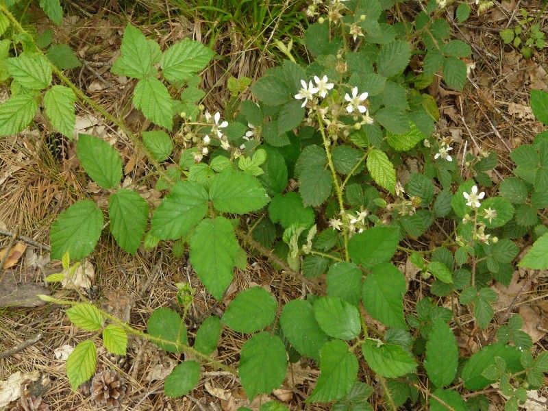 Rubus bavaricus