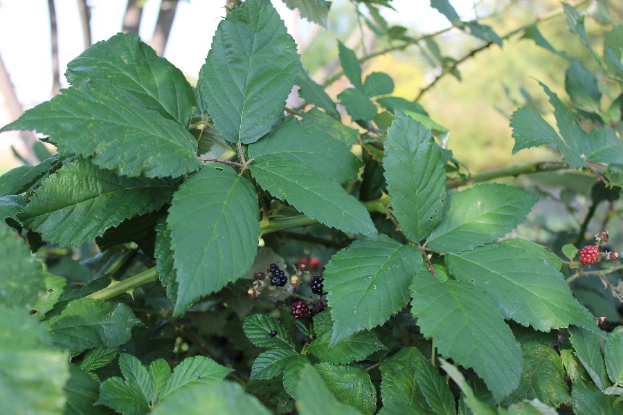 Rubus bifrons 2