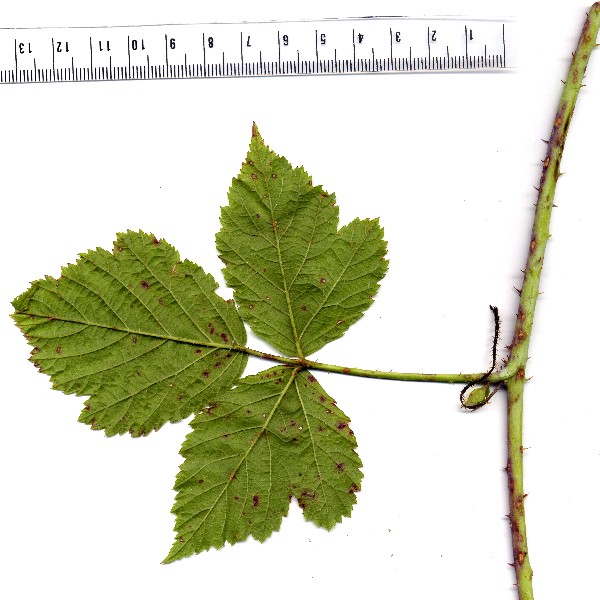 Rubus caesius 4