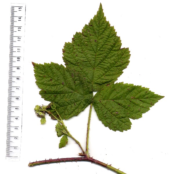 Rubus caesius 3