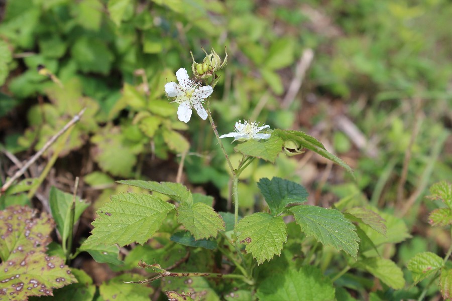 Rubus caesius 1