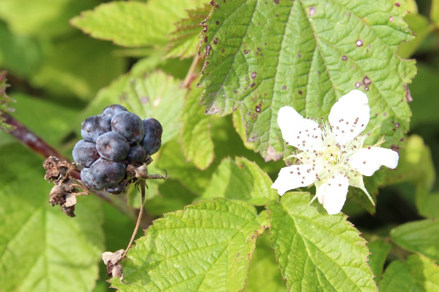 Rubus caesius 2