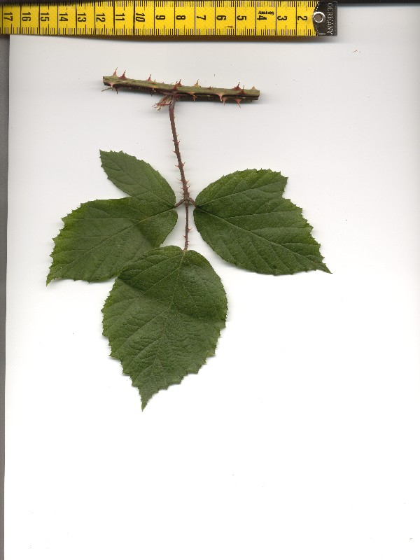 Rubus caflischii 1