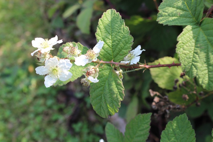 Rubus canescens 2