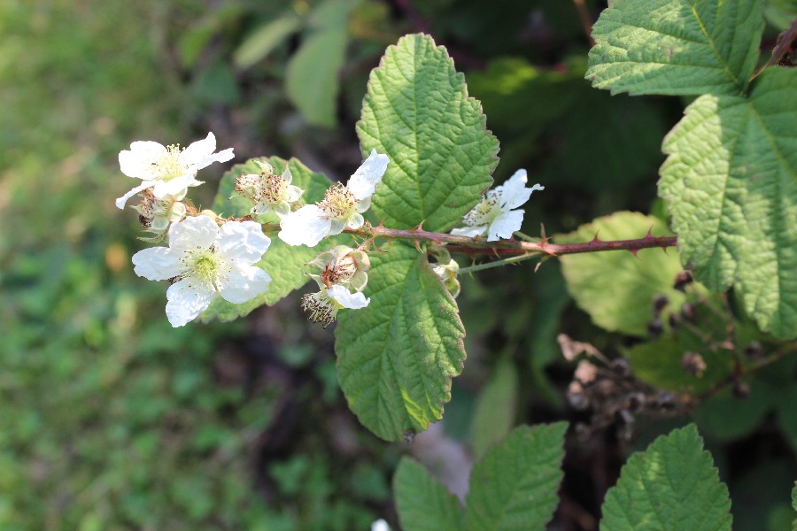 Rubus canescens 2