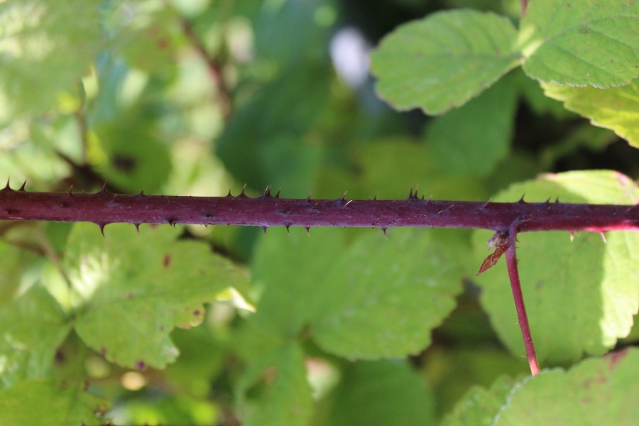 Rubus canescens 3