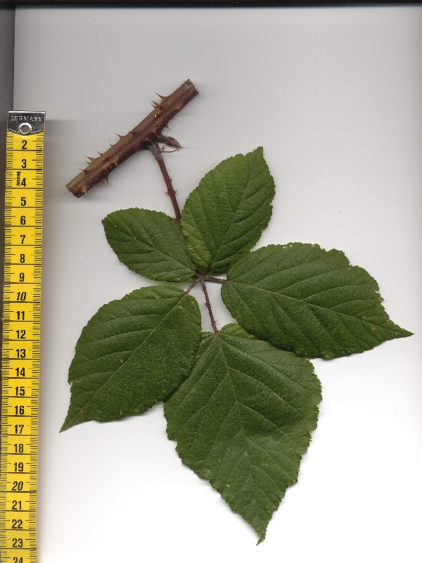 Rubus grabowskii 1