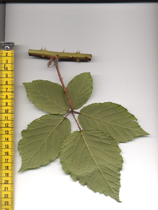 Rubus grabowskii 2